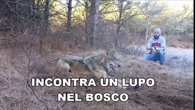 IL LUPO RIMANE INCASTRATO IN UNA TRAPPOLA, QUELLO CHE FA QUESTO RAGAZZO E’ DAVVERO INCREDIBILE!!