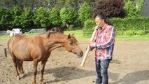 Man captivates horses with native flute