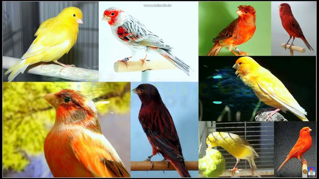 Canto para esquentar belga frio