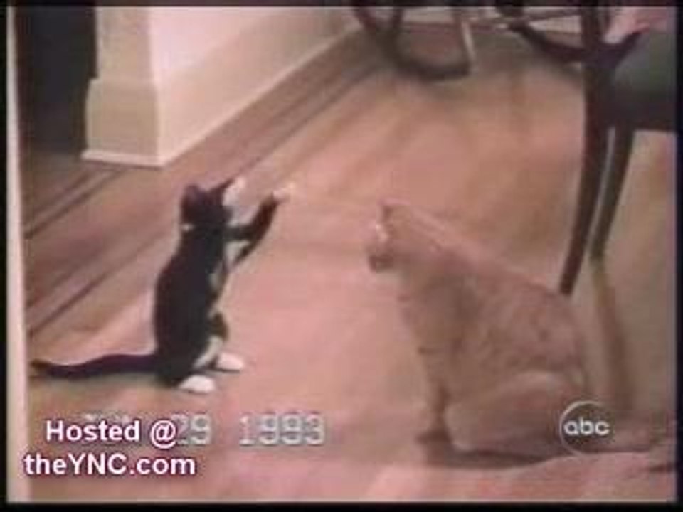 funny-cats-2