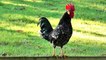 Rooster crowing sounds Effect