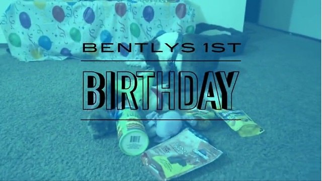 Time lapse captures boxer puppy's first birthday