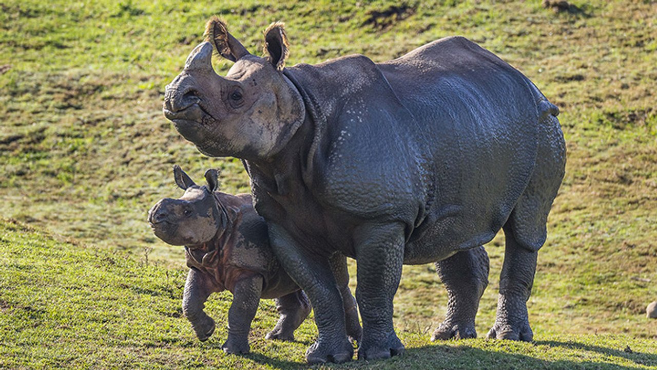 Un bébé rhinocéros explore le monde avec sa mère