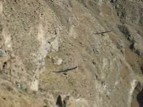 Vol de condors