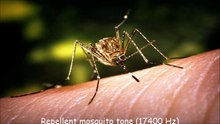 Repellent mosquito tone (17400 Hz)