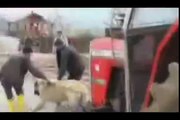 Turkish lion is pulling the tractor, The strongest dog!!!