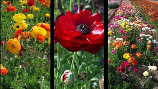 Carlsbad Flower Fields