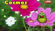 Cosmos Rhyme | 3D Nursery Rhymes With Lyrics For Kids | Flower Rhymes | 3D Rhymes Animation