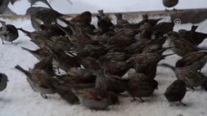 Kar Yağışı Hayatı Olumsuz Etkiliyor