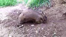 Coarse haired wombat or Bare nosed wombat