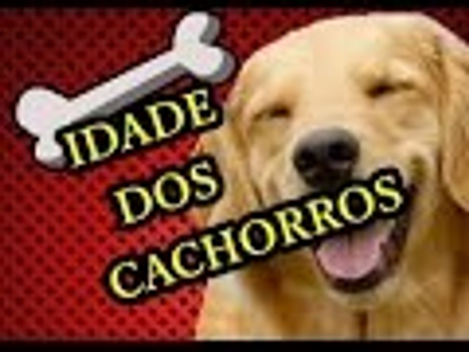 COMO SABER A IDADE DO SEU CACHORRO
