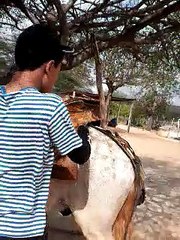 Como Selar Um Cavalo