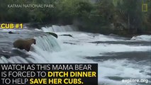 Ces trois oursons étaient piégés dans les rapides, regardez comment maman ours va les sauver