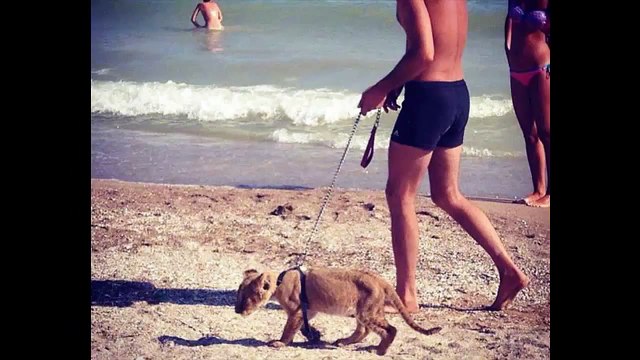 Приколы на пляже !!))