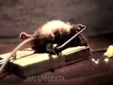 Rato Batalhador Se Superando Assista Até O Final 