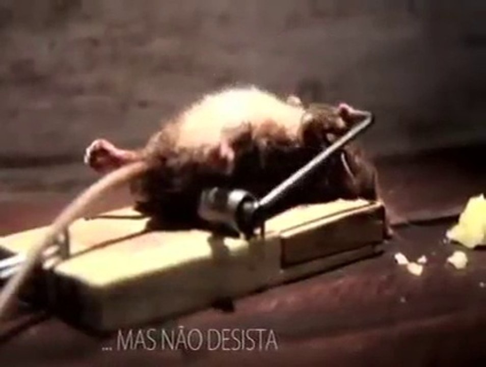 Rato Batalhador Se Superando Assista Até O Final 