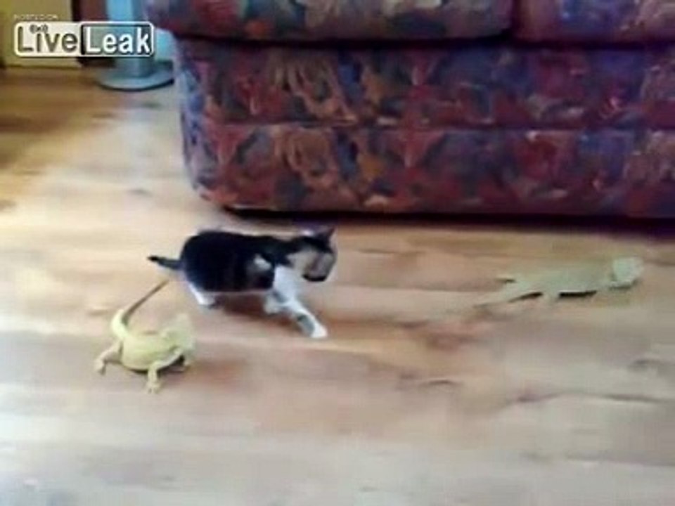 Gato doidasso