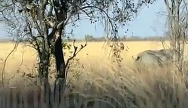 Lions and rhinos terrible war, see rhinos done recently, the horrific video