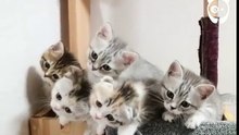 Ces chatons nous offrent un numéro de synchronisation incroyable !