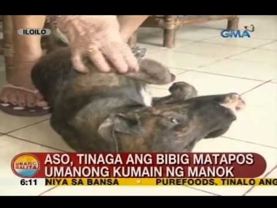 UB: Aso sa Iloilo, tinaga ang bibig matapos umanong kumain ng manok