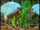 Monogamia animal: Kagu