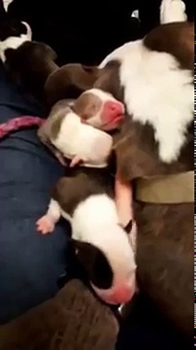 Elle sauve cette chienne en train de mettre bas, puis reçoit un cadeau incroyable ! (2)