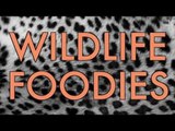 Wildlife Foodies: a SKETCH by UCB's Horse + Horse
