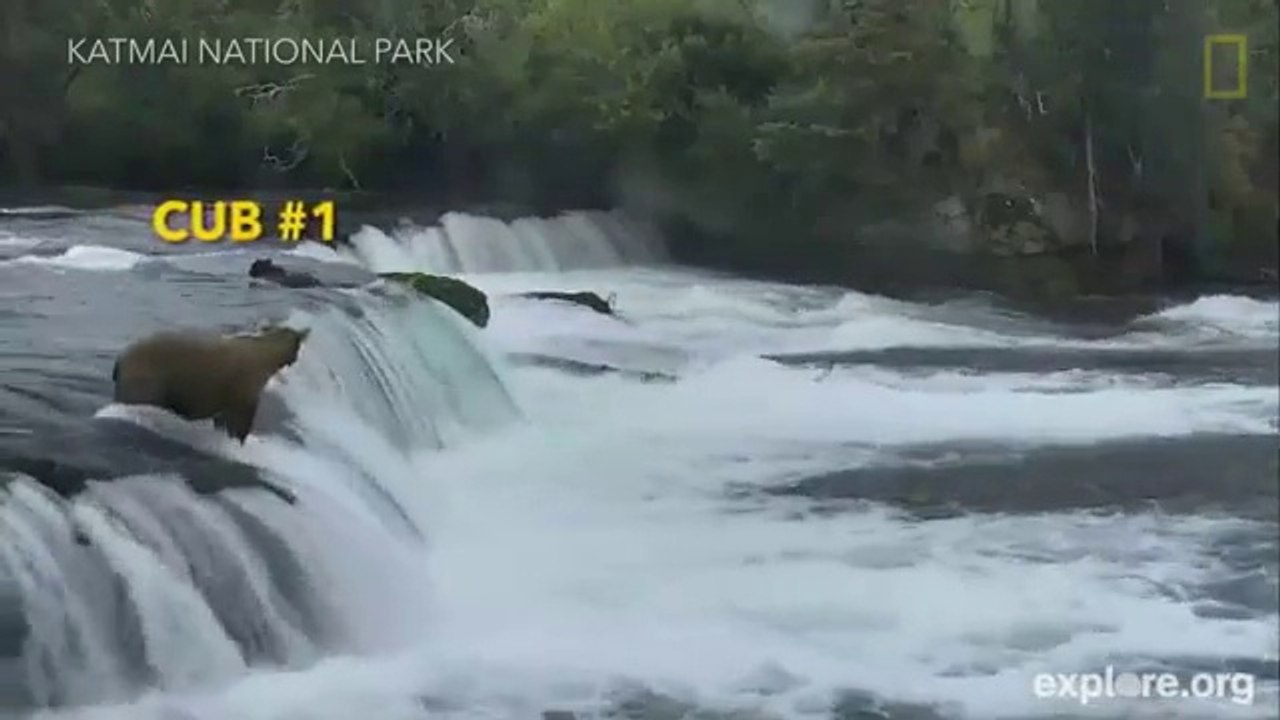 Cette maman ours sauvent ses 3 oursons piégés dans les rapides
