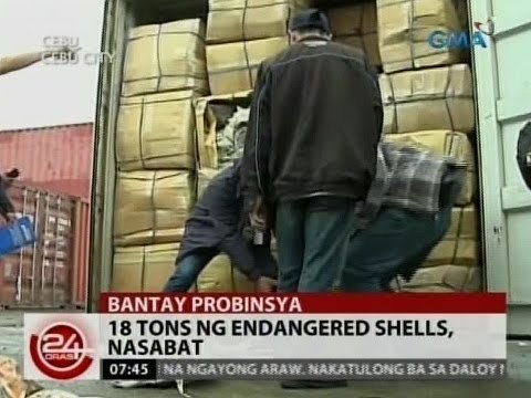 24Oras: 18 tons ng endangered shells, nasabat