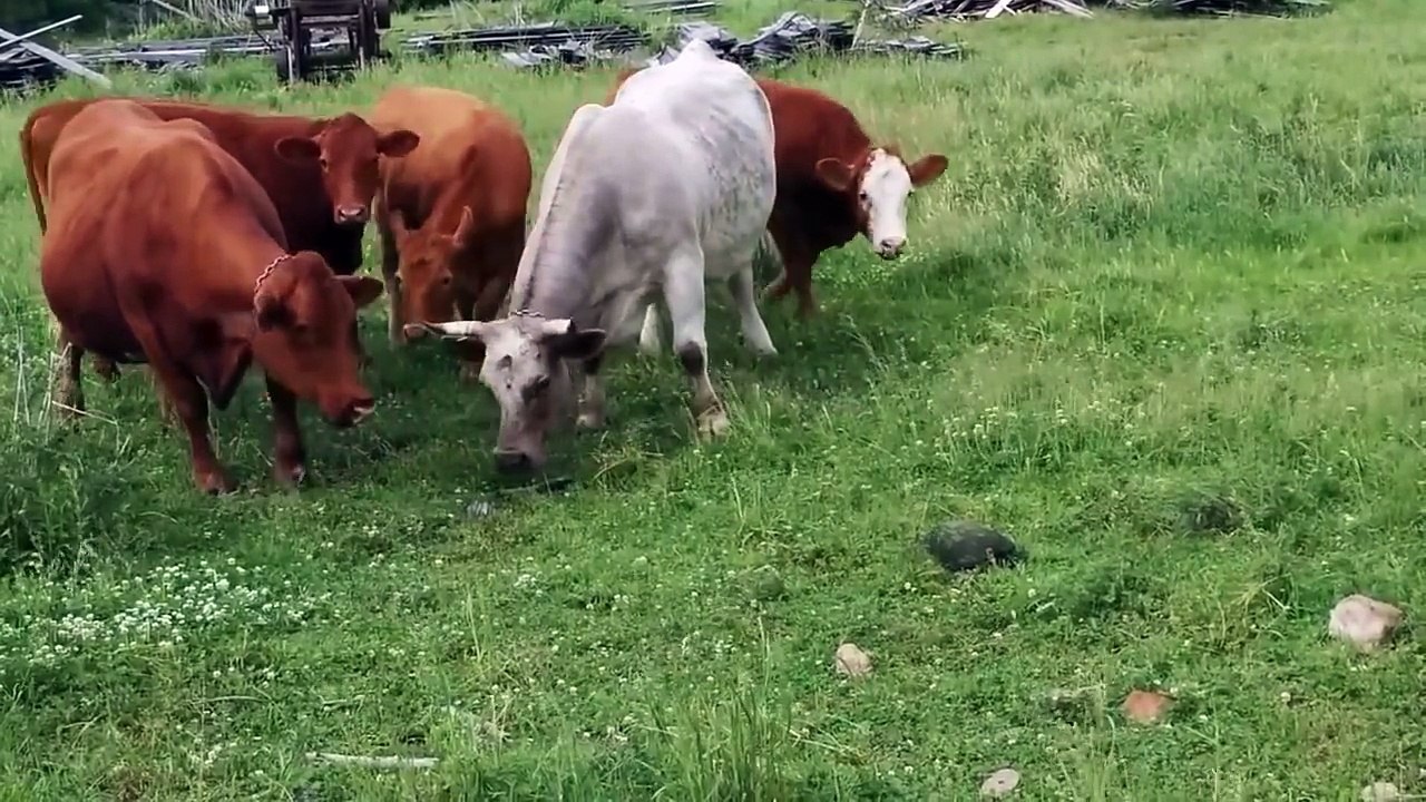 Des vaches ont très peur d'un animal dans un pré !