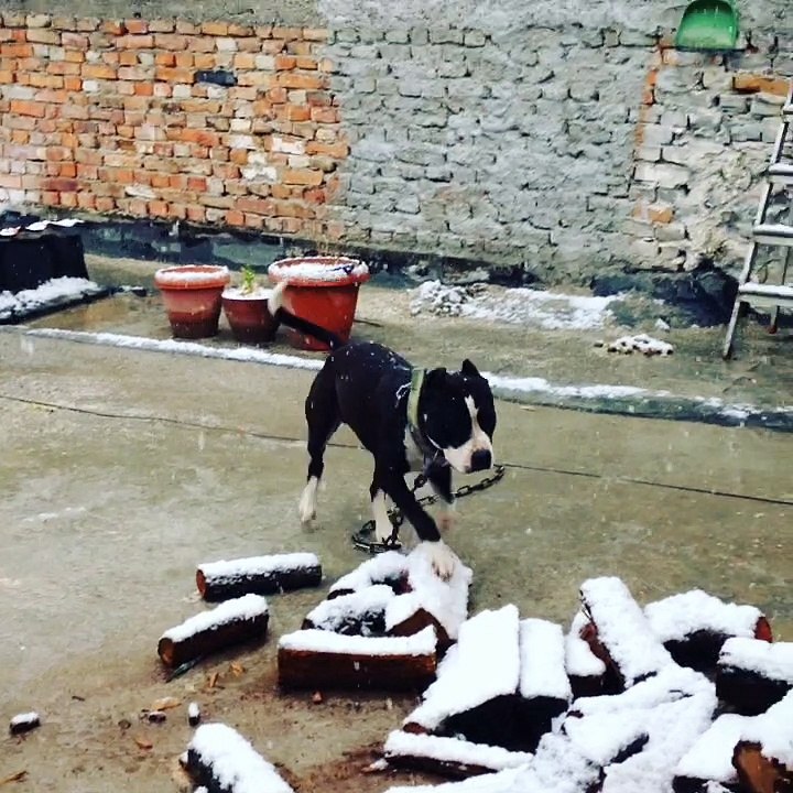 bicha berat