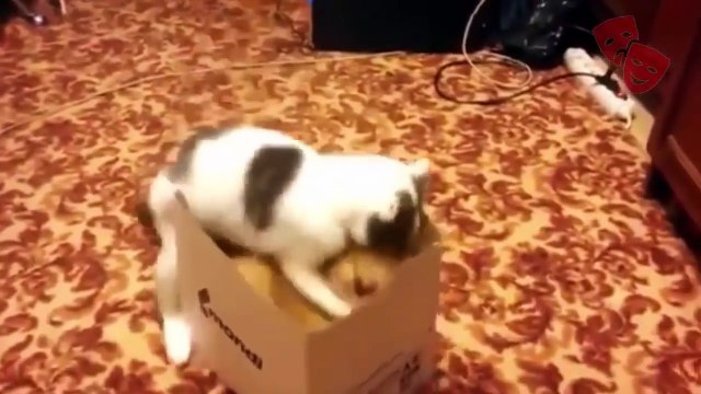 ●СМЕШНЫЕ ПРИКОЛЫ от COUB● Очень смешные приколы | Смешные приколы про ВСЁ