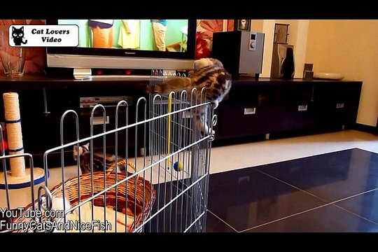 ats for laughs Funny Kittens and Cat Videos Compilation