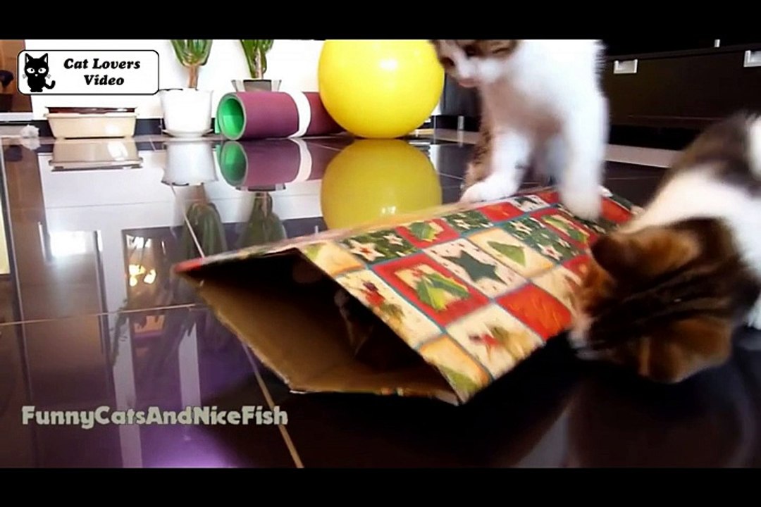 Cute Kittens and Cats Doing Funny Things with Boxes Videos Compilation