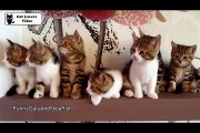 Epic Dance Battle of Cute Kittens Funny Cats Compilation