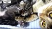 Funny And Cute Kittens Meowing, Purring, Playing  for the First Time Videos Compilation