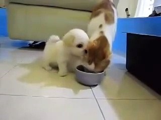 Маленький нервотреп -))