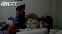 Dog protects child