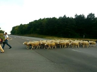 Transhumance vers le mont...