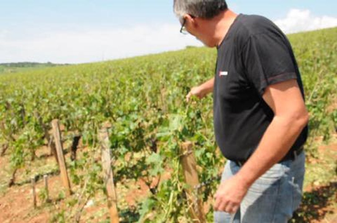 Orages a Pommard: le maire...