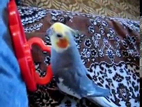 Говорящий попугай корелла parrot