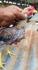 Gallos LosHnosCarmona pollos desde Constanza de donde Ricardo.