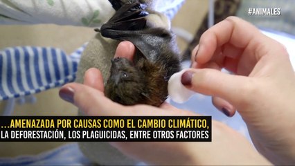 El murciélago más consentido del mundo y que trae esperanza para su especie