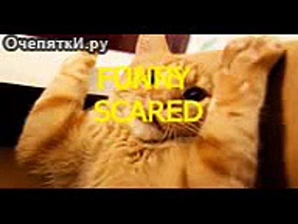 Весёлые котики