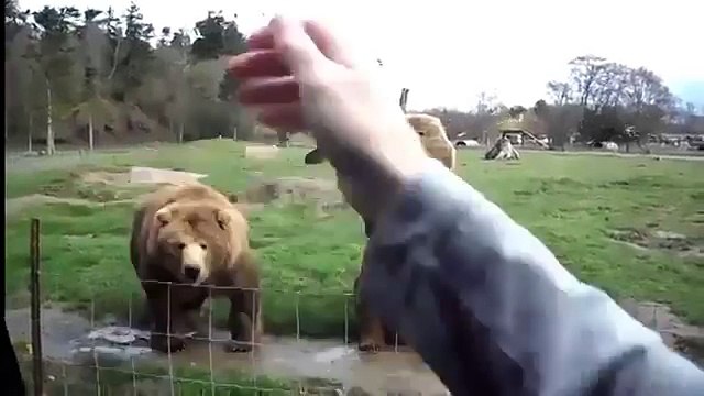 Медведи за еду готовы помахать лапами кормильцам Приколы с животными Потешные животные