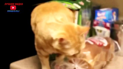 Приколы с кошками#3-Лучшие видео приколы 2016