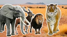 Wild Animals 3D Finger Family Nursery Rhymes Lyrics