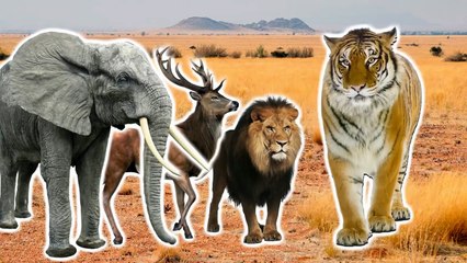 Wild Animals 3D Finger Family Nursery Rhymes Lyrics