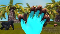 Top 10 Bear Finger Family Rhymes For Children | 3D Bear Finger Family Rhymes For Children