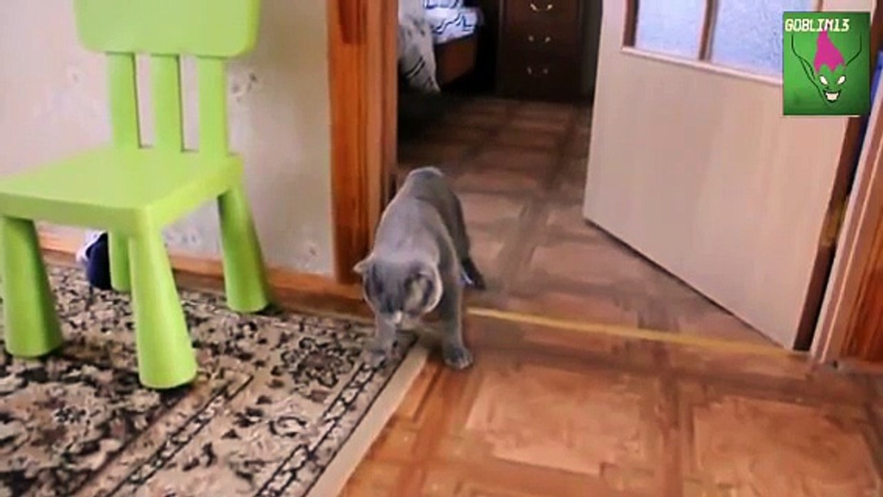 ПЬЯНЫЙ КОТ ПРИШЕЛ ДОМОЙ СМОТРЕТЬ ВСЕМ ЯНВАРЬ 2016